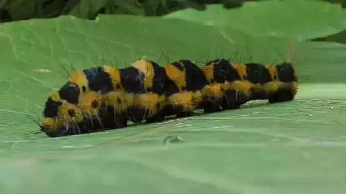 Photo-real caterpillar blend file
