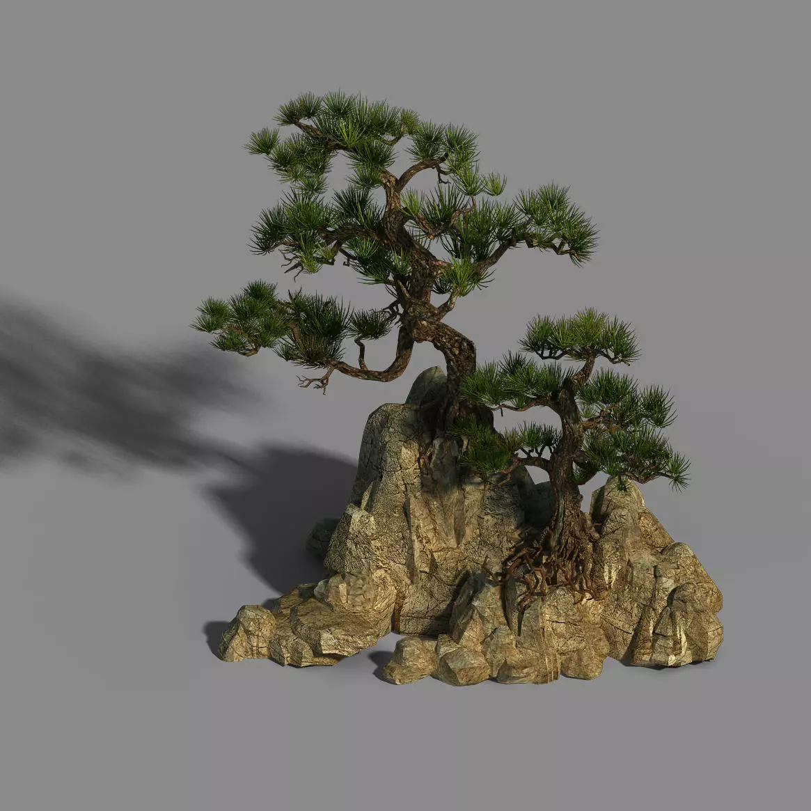 Acacia - Pine 01 3D model_0