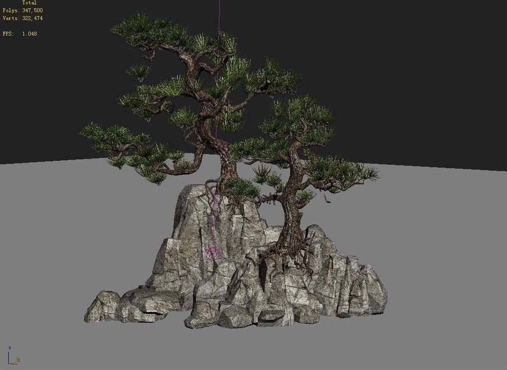 Acacia - Pine 01 3D model_4