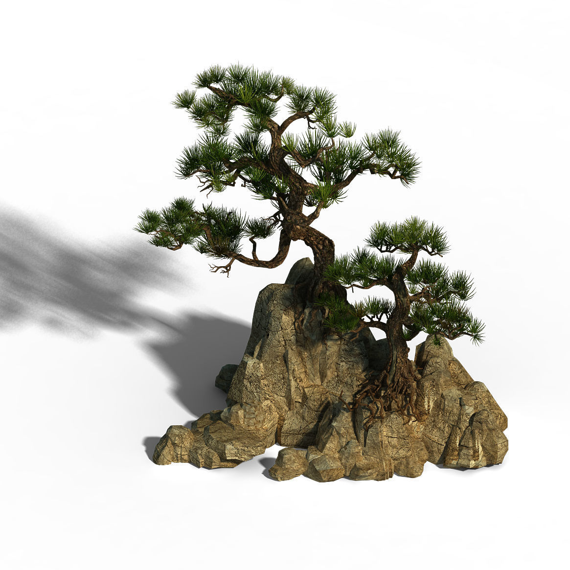 Acacia - Pine 01 3D model_1