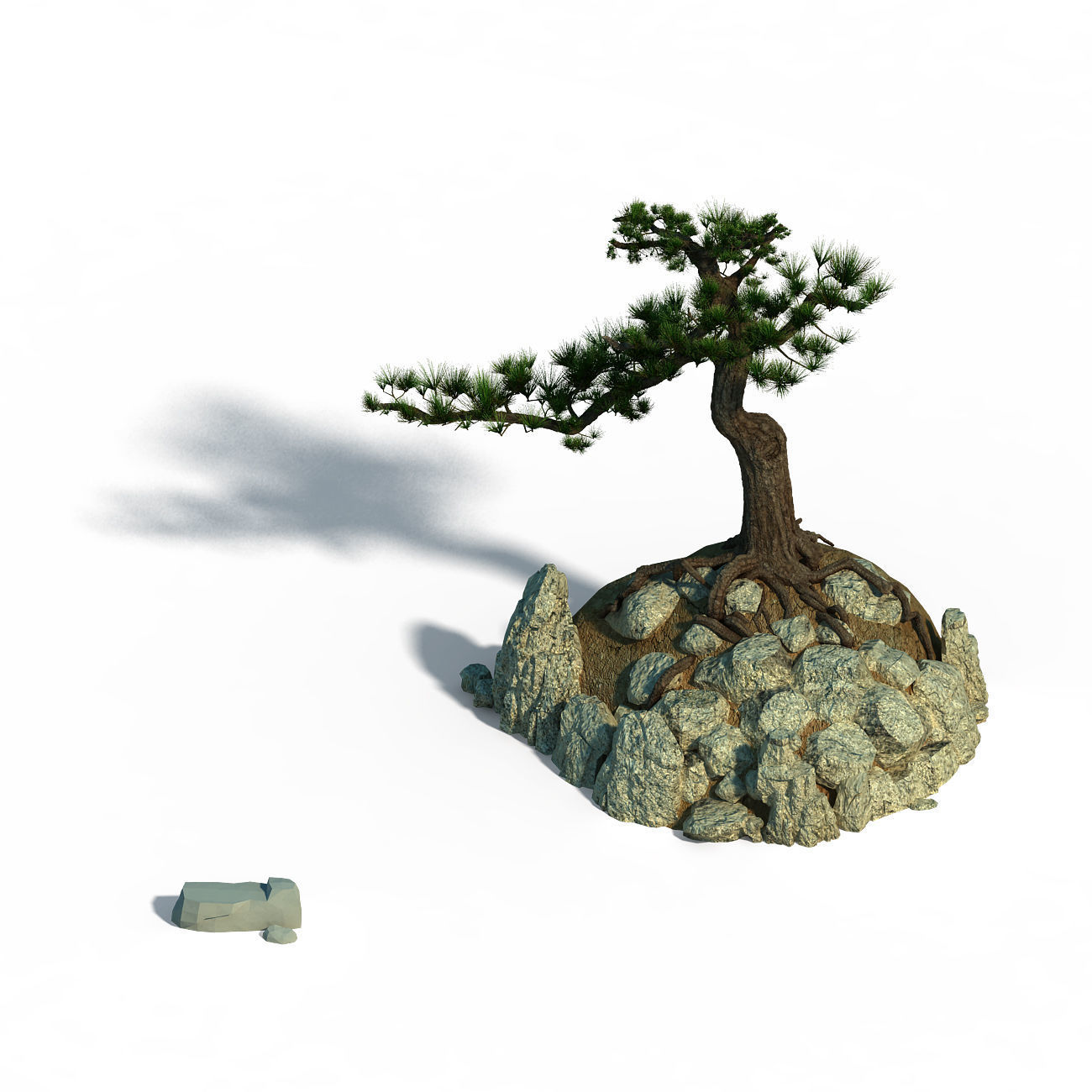 Acacia - Pine 02 3D model_1