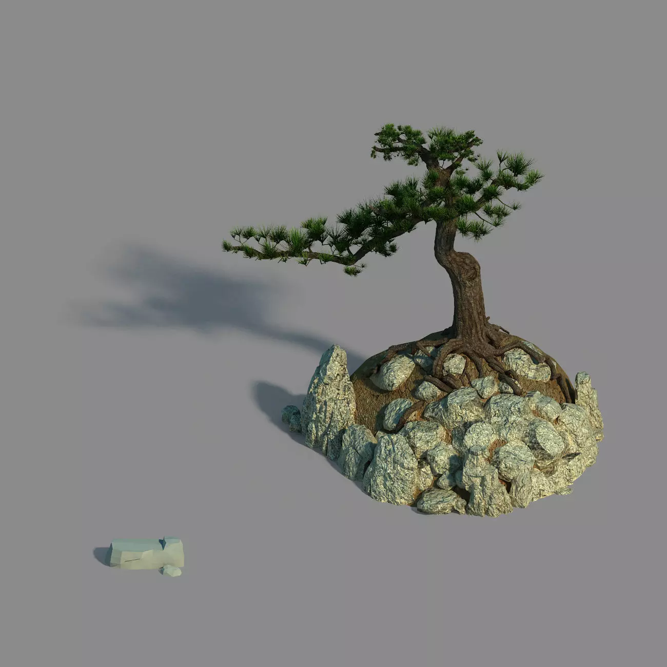 Acacia - Pine 02 3D model_0