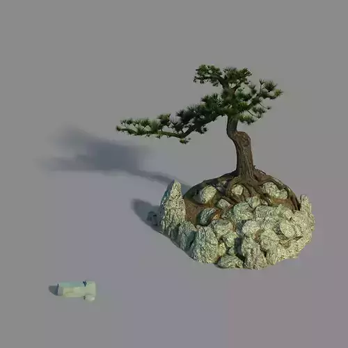 Acacia - Pine 02