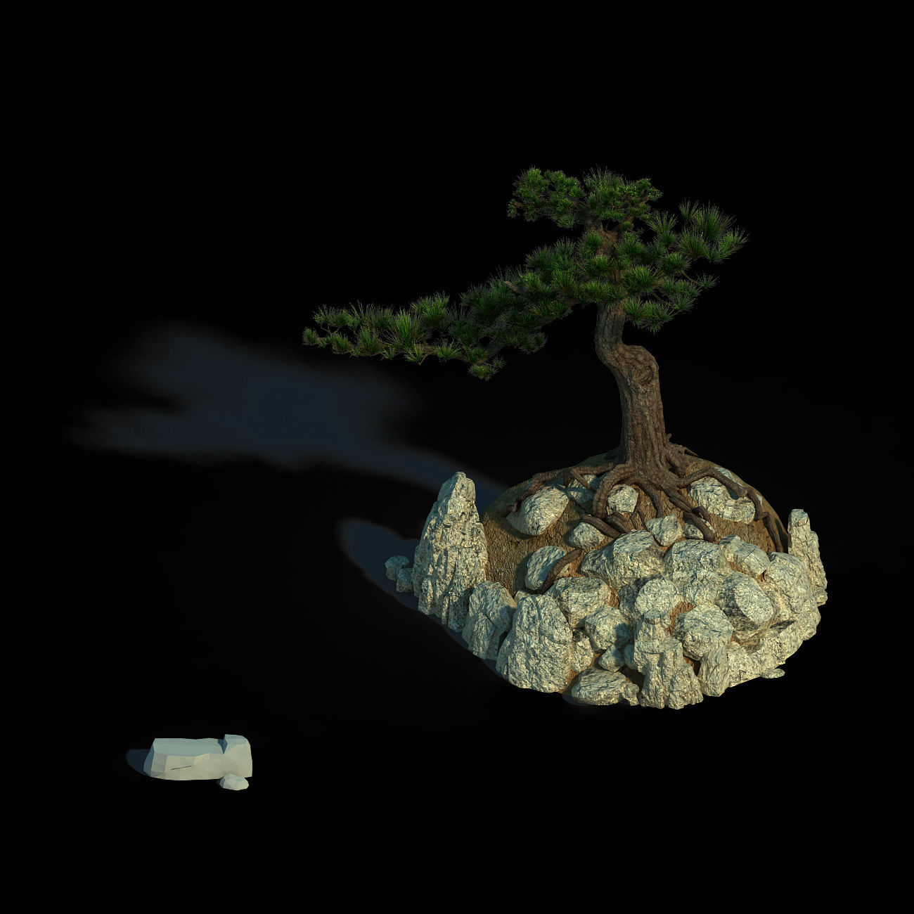 Acacia - Pine 02 3D model_3