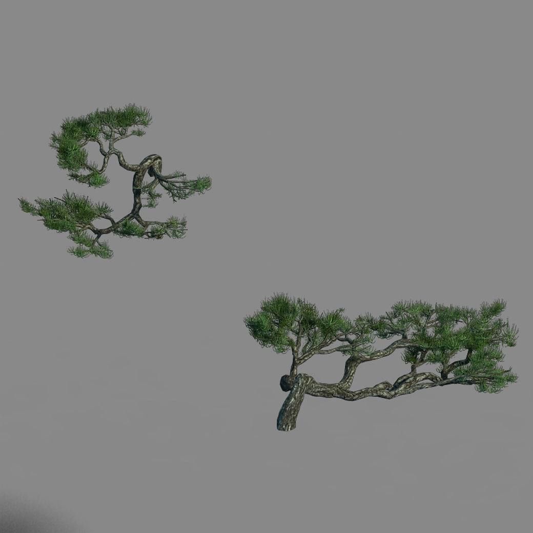 Acacia - Pine - Foliage 01 3D model_7