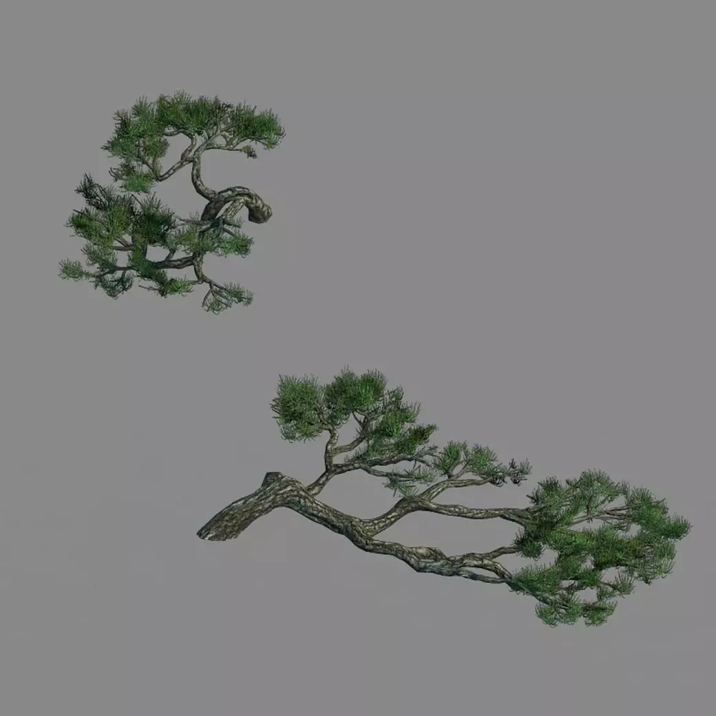 Acacia - Pine - Foliage 01 3D model_0