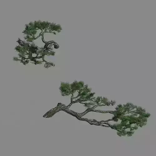 Acacia - Pine - Foliage 01