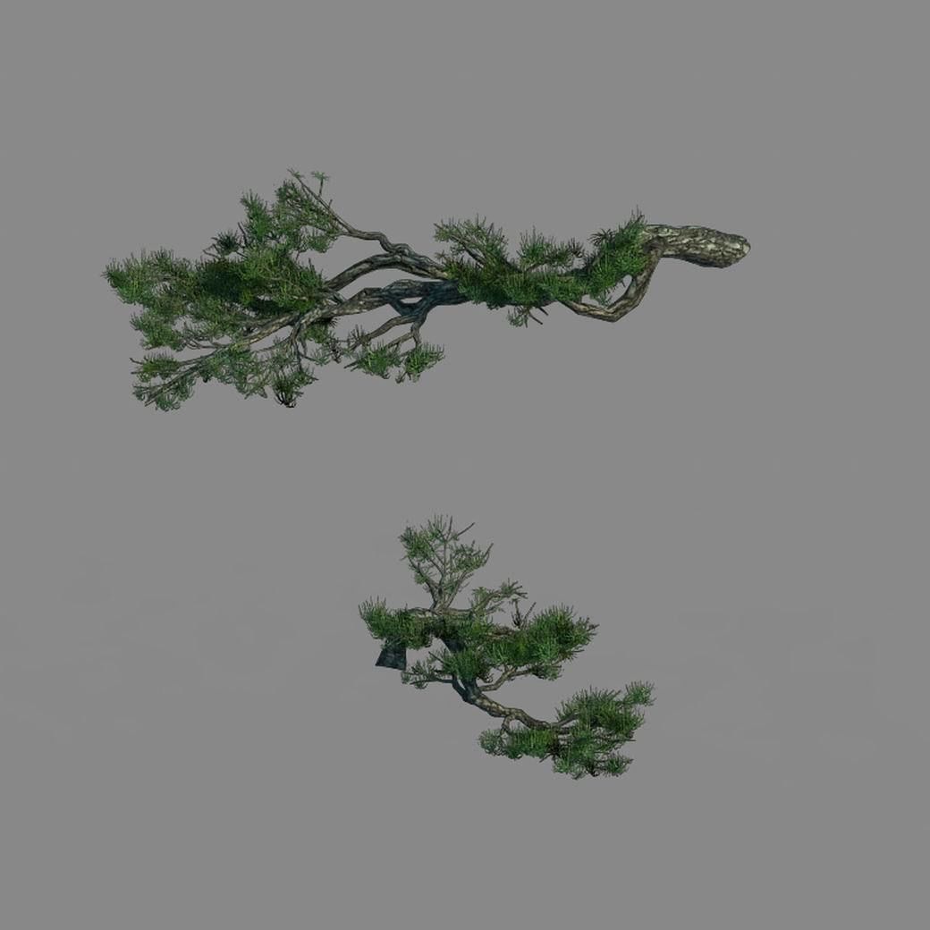 Acacia - Pine - Foliage 01 3D model_4