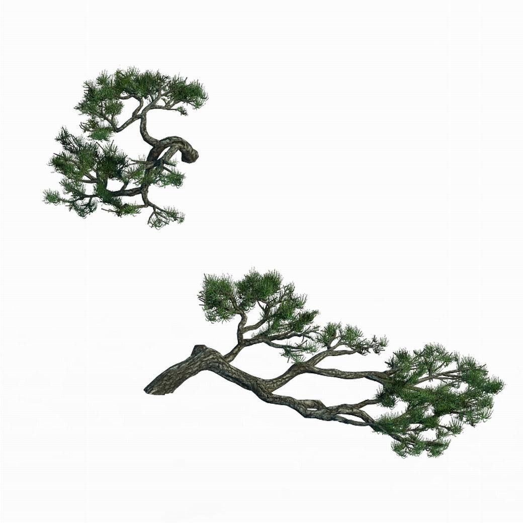 Acacia - Pine - Foliage 01 3D model_1