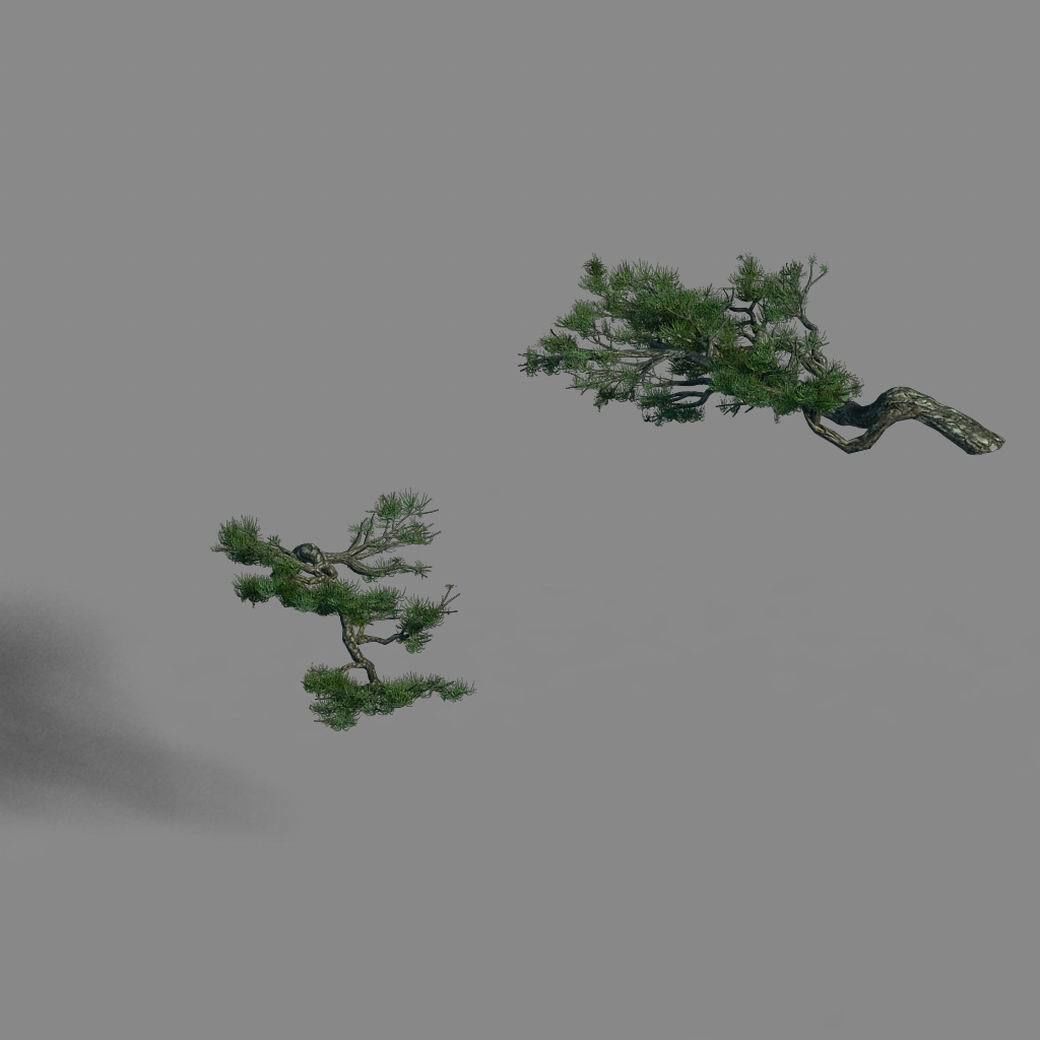 Acacia - Pine - Foliage 01 3D model_5