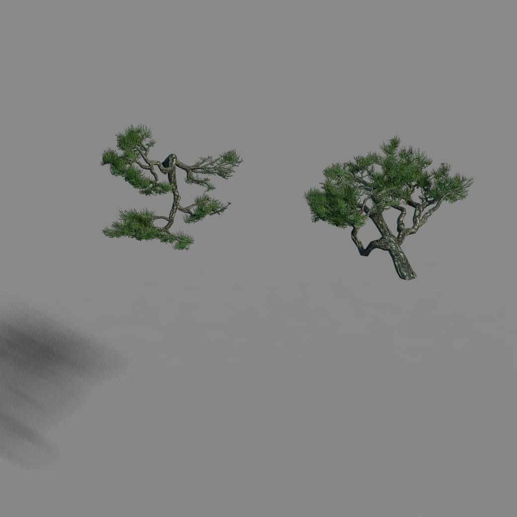 Acacia - Pine - Foliage 01 3D model_6