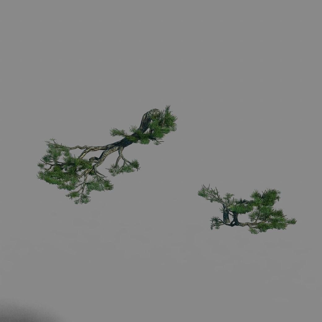 Acacia - Pine - Foliage 01 3D model_3
