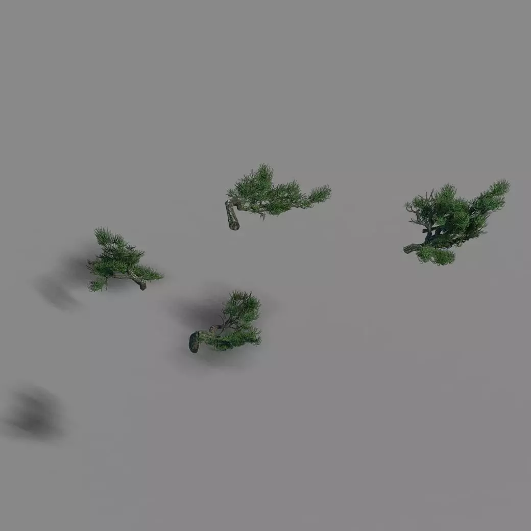 Acacia - pine - foliage 02 3D model_0