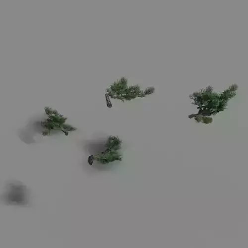 Acacia - pine - foliage 02