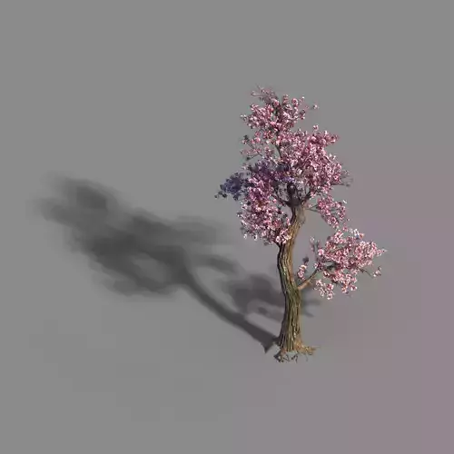 Acacia School - Peach Tree 01