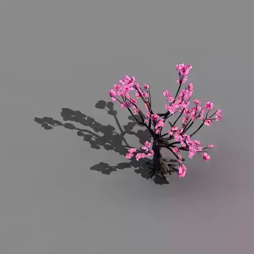 Acacia School - Peach 02