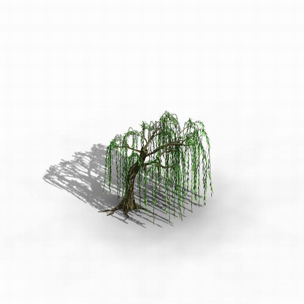 River Yangcheng - willow 02 3D model_10