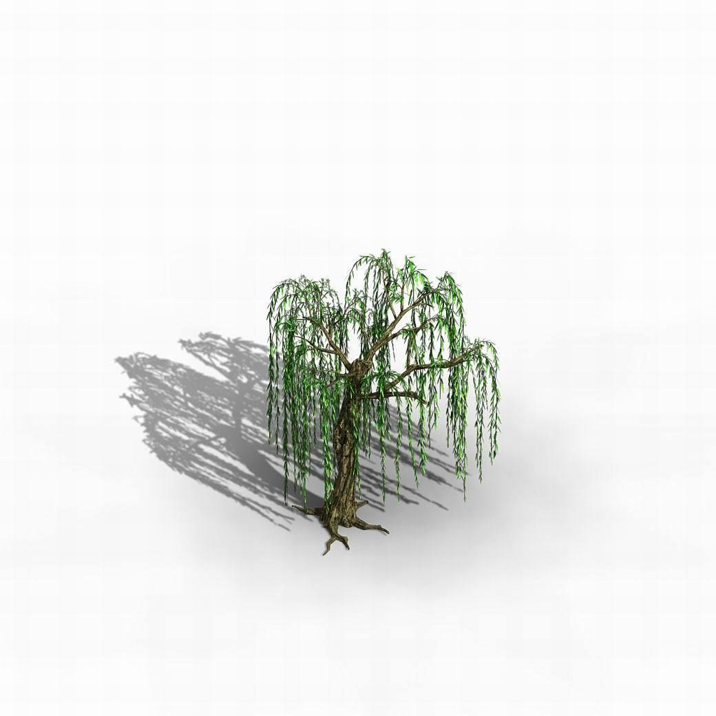 River Yangcheng - willow 02 3D model_2