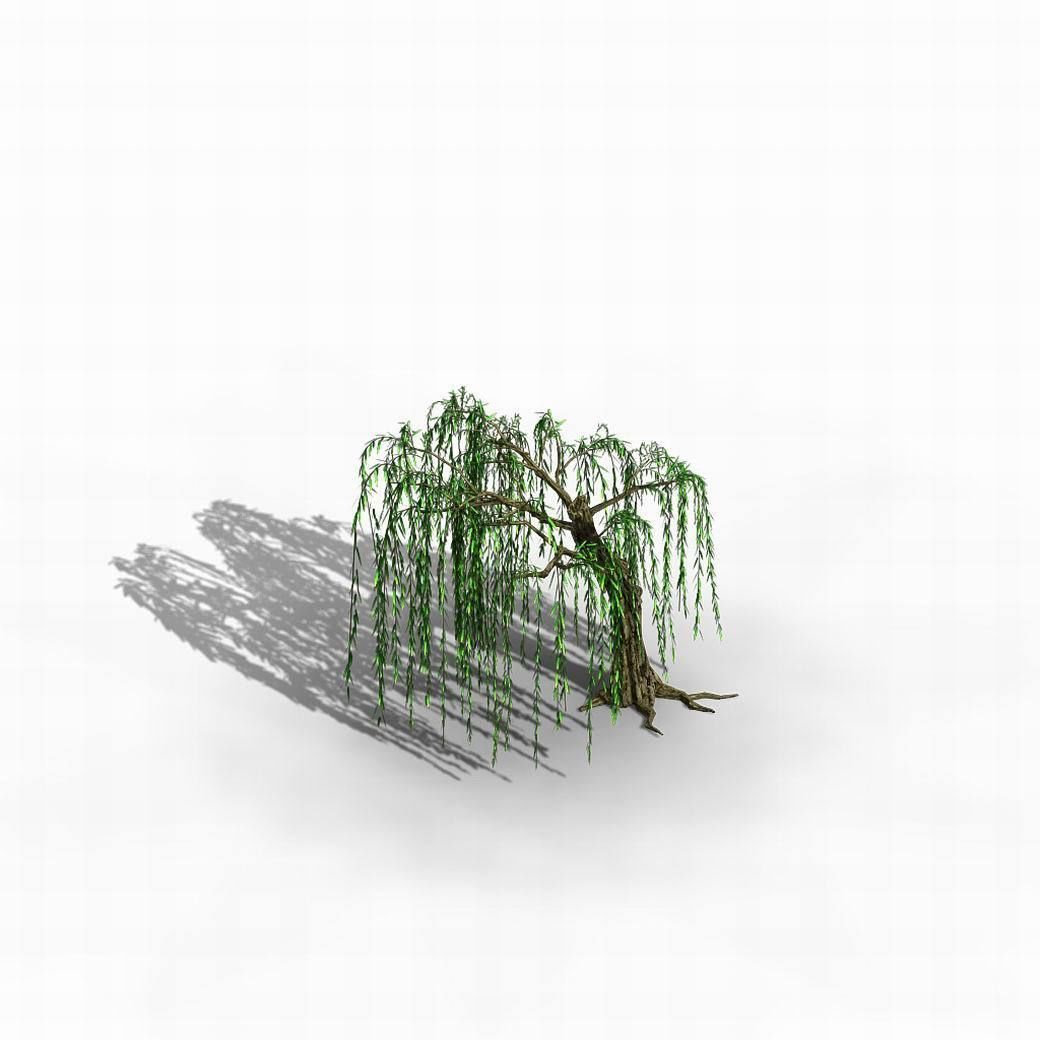 River Yangcheng - willow 02 3D model_7
