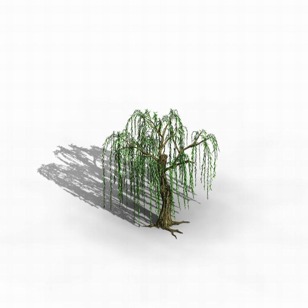 River Yangcheng - willow 02 3D model_4
