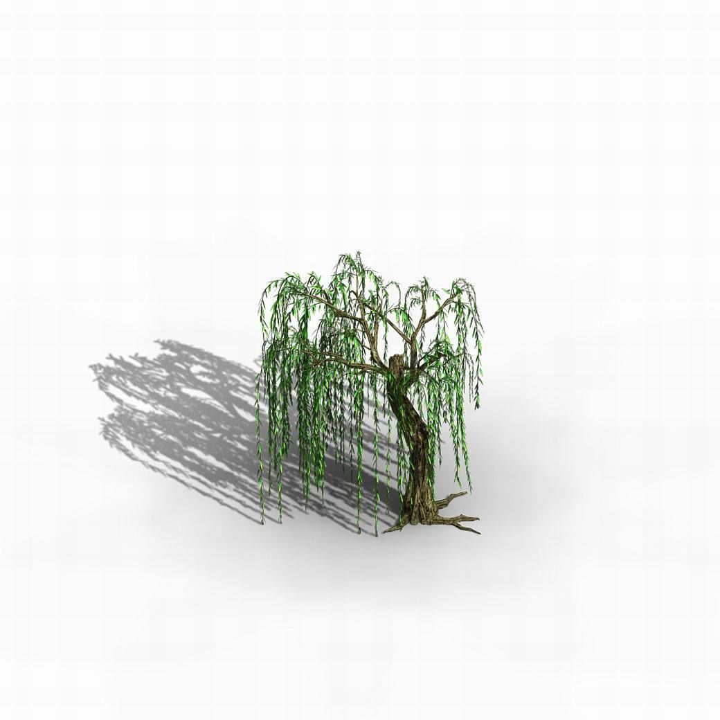 River Yangcheng - willow 02 3D model_5