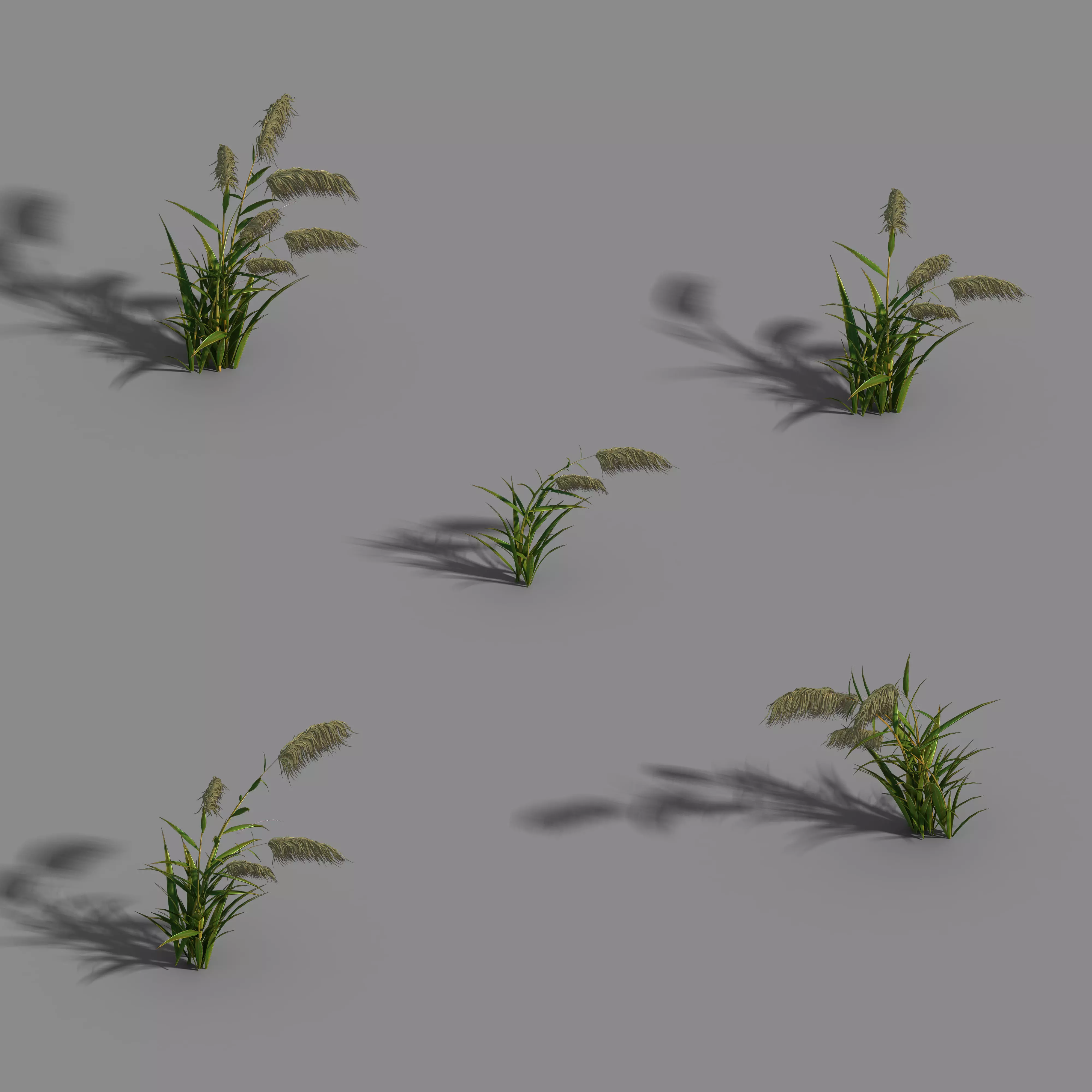 River Yang City - Reed 01 3D model_0