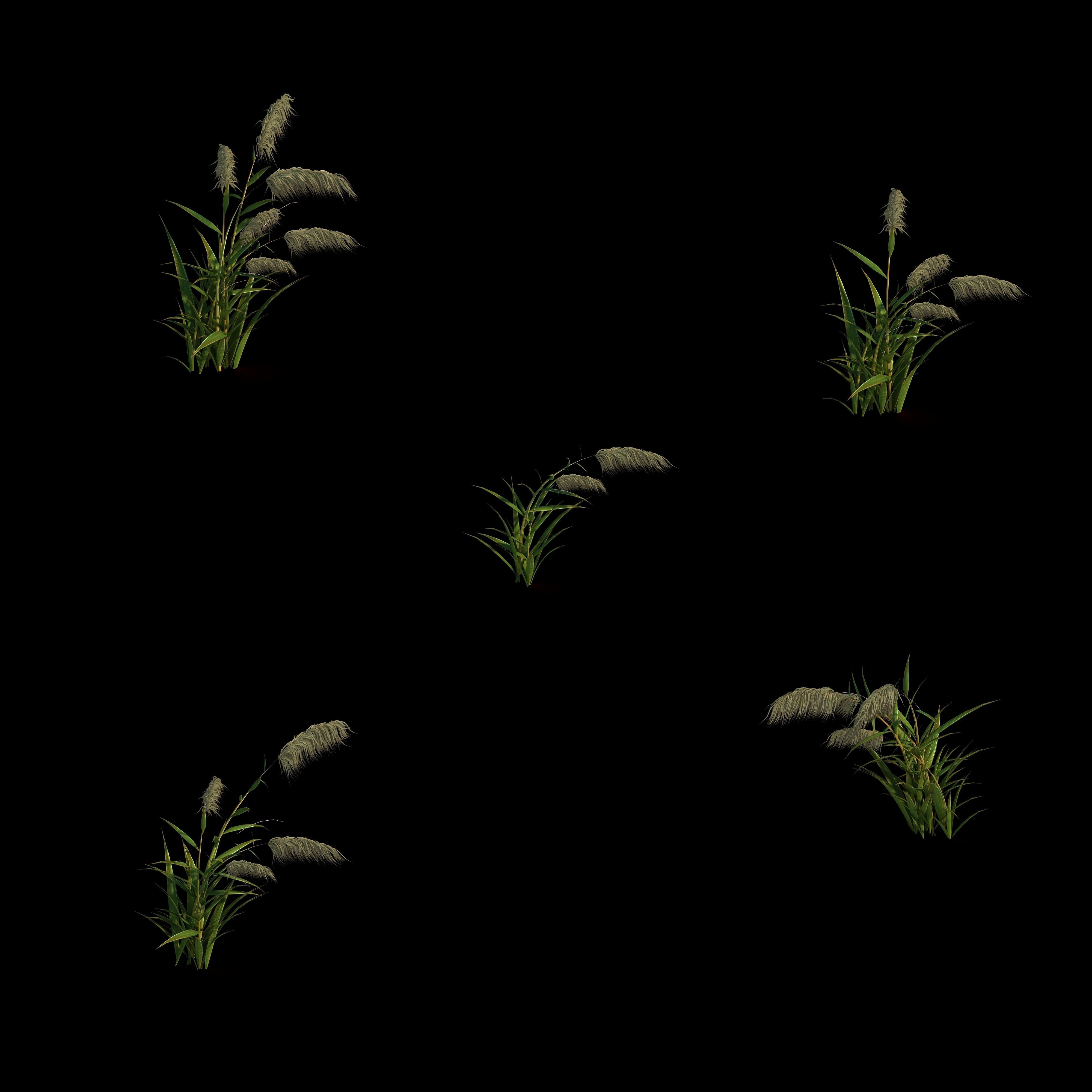 River Yang City - Reed 01 3D model_2