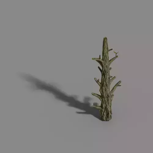 Fox Mountain - Crescent Spring - Tree 02