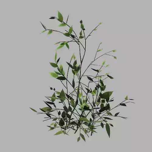 Huashan - small plant 02