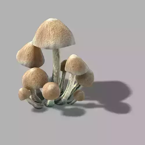 Huashan - small plants - mushrooms 01