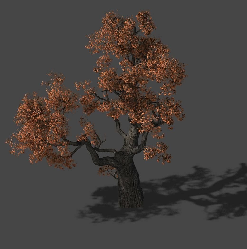 Huashan - Plant - Tree 01 3D model_1