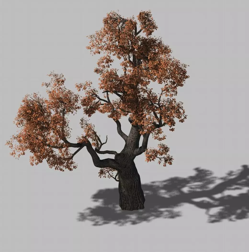 Huashan - Plant - Tree 01 3D model_0