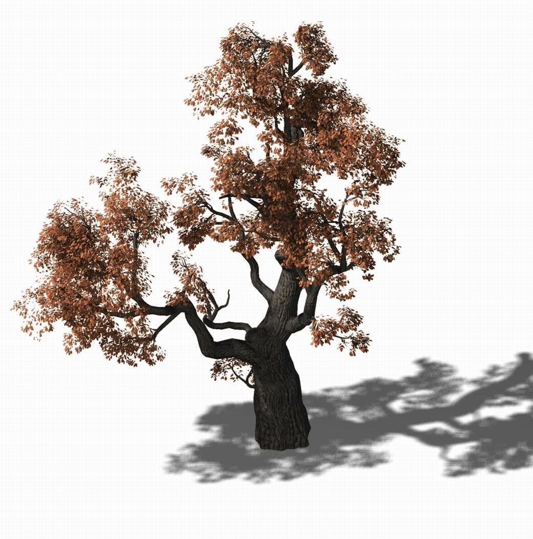 Huashan - Plant - Tree 01 3D model_2