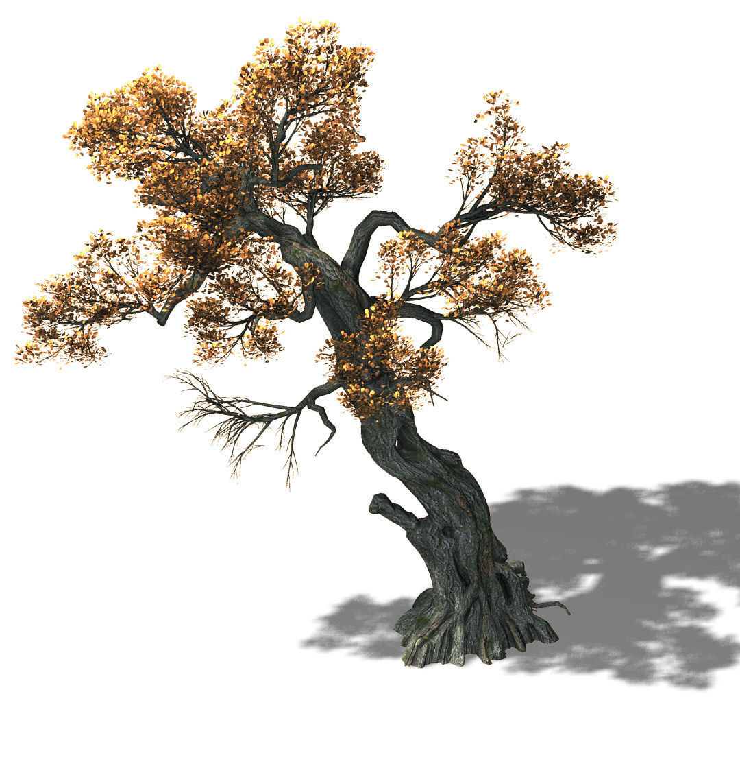 Huashan - plant - tree 02 3D model_1