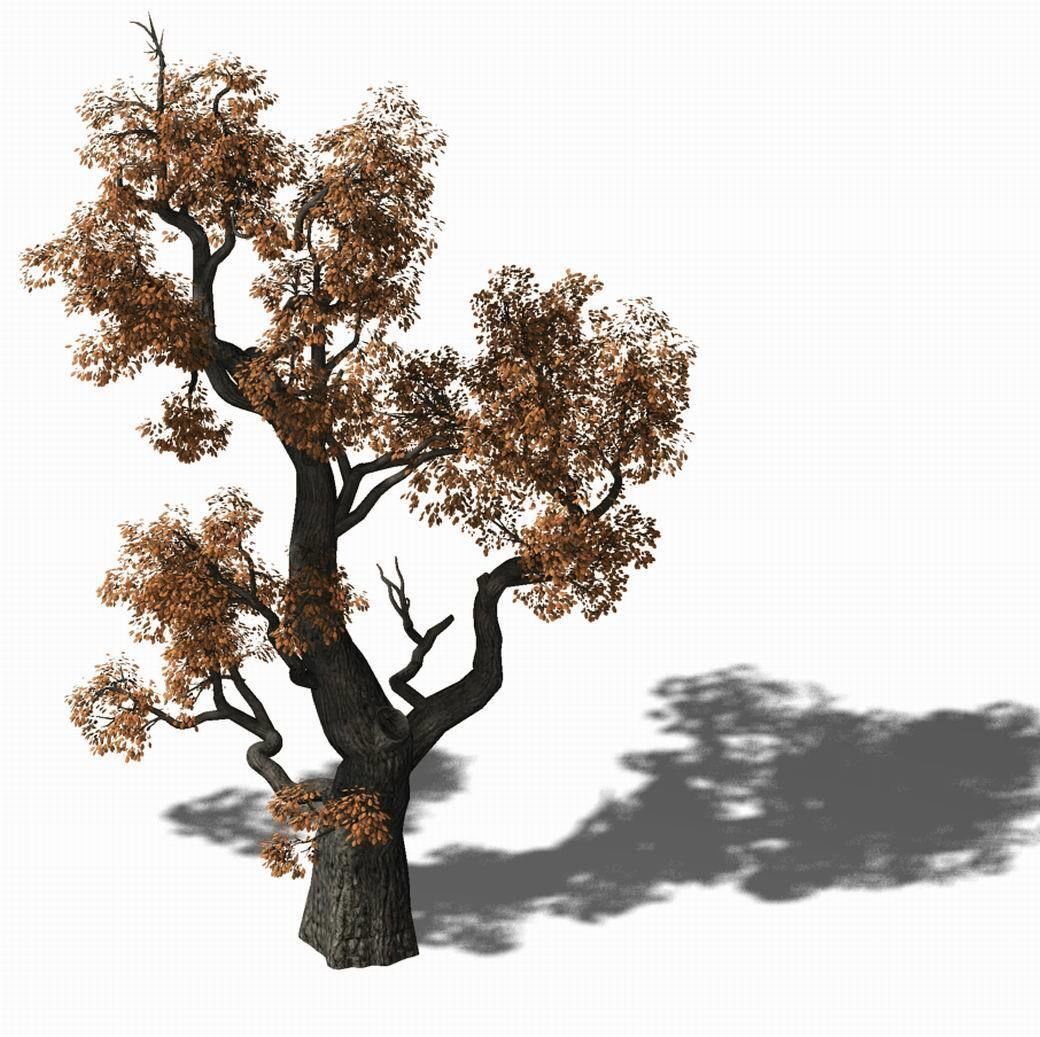 Huashan - plant - tree 03 3D model_1