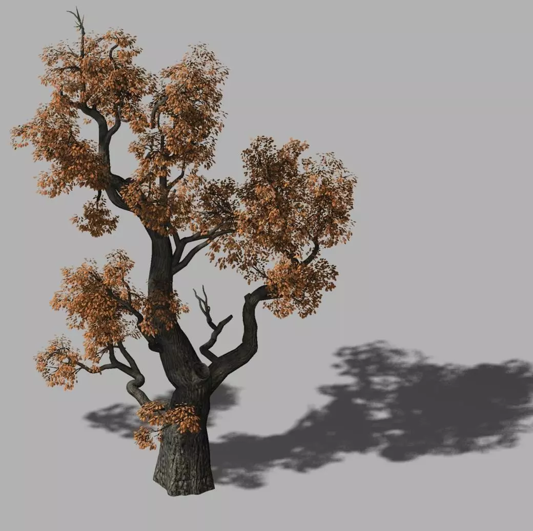 Huashan - plant - tree 03 3D model_0