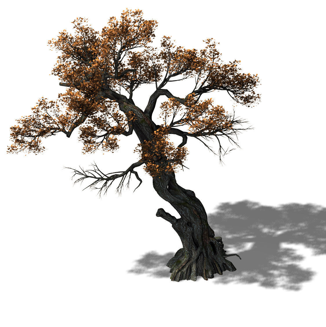Huashan - plant - tree 04 3D model_1