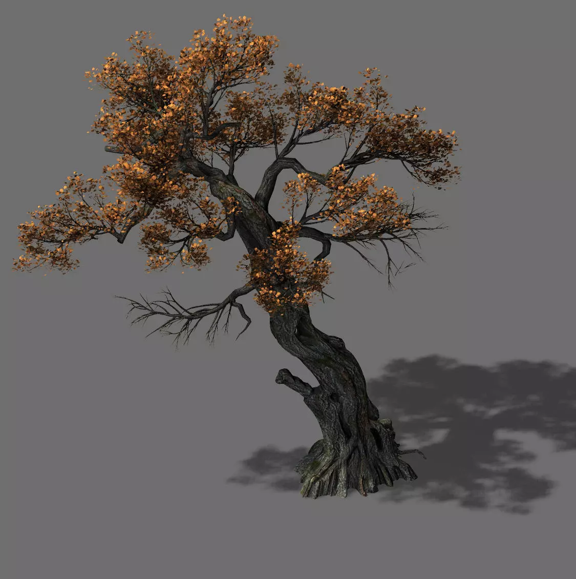 Huashan - plant - tree 04 3D model_0