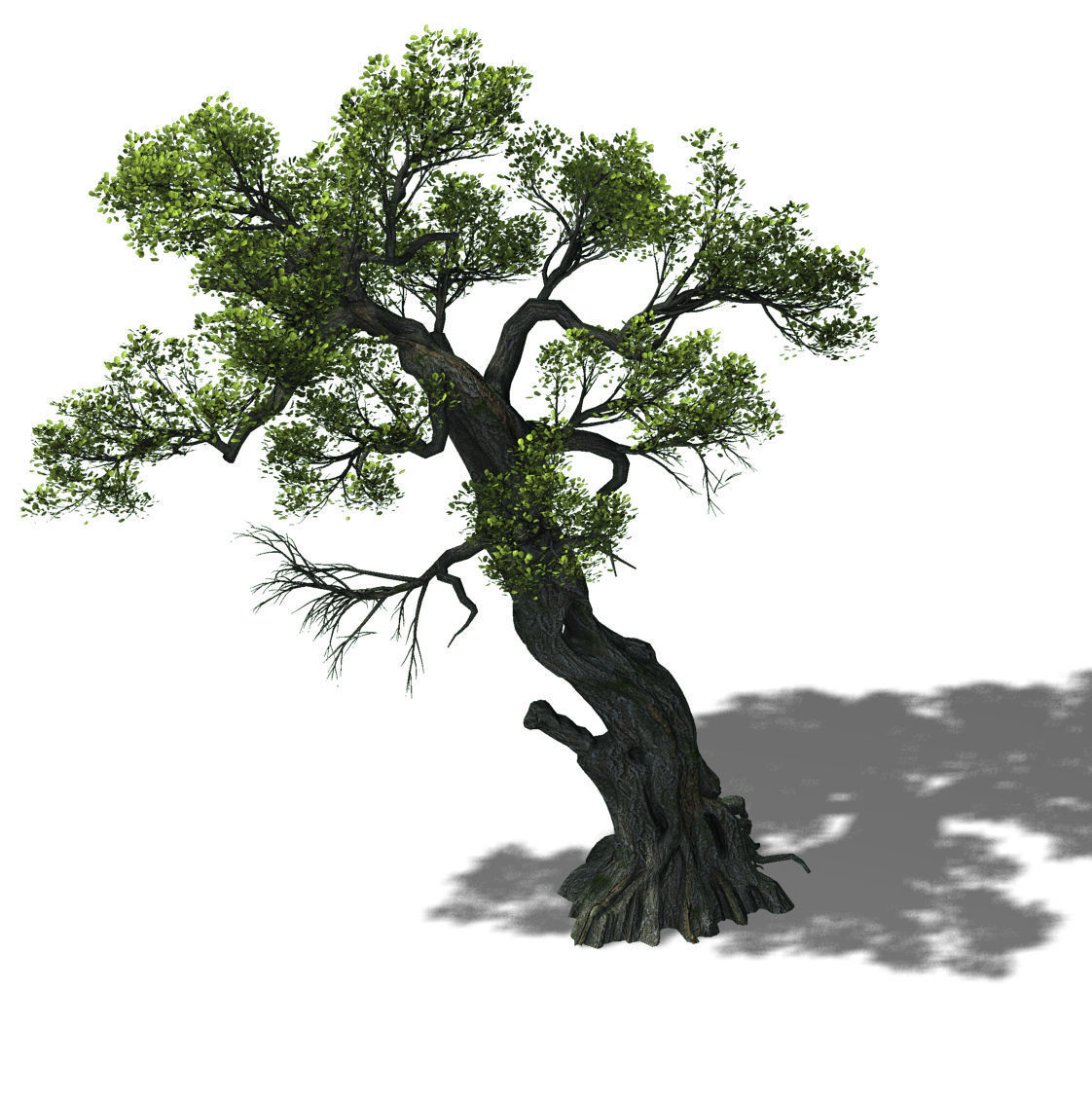Huashan - plant - tree 05 3D model_1