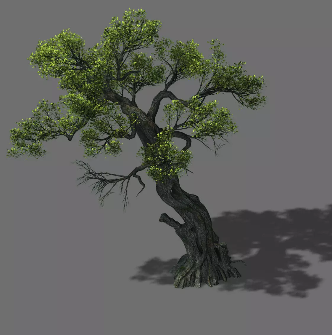 Huashan - plant - tree 05 3D model_0