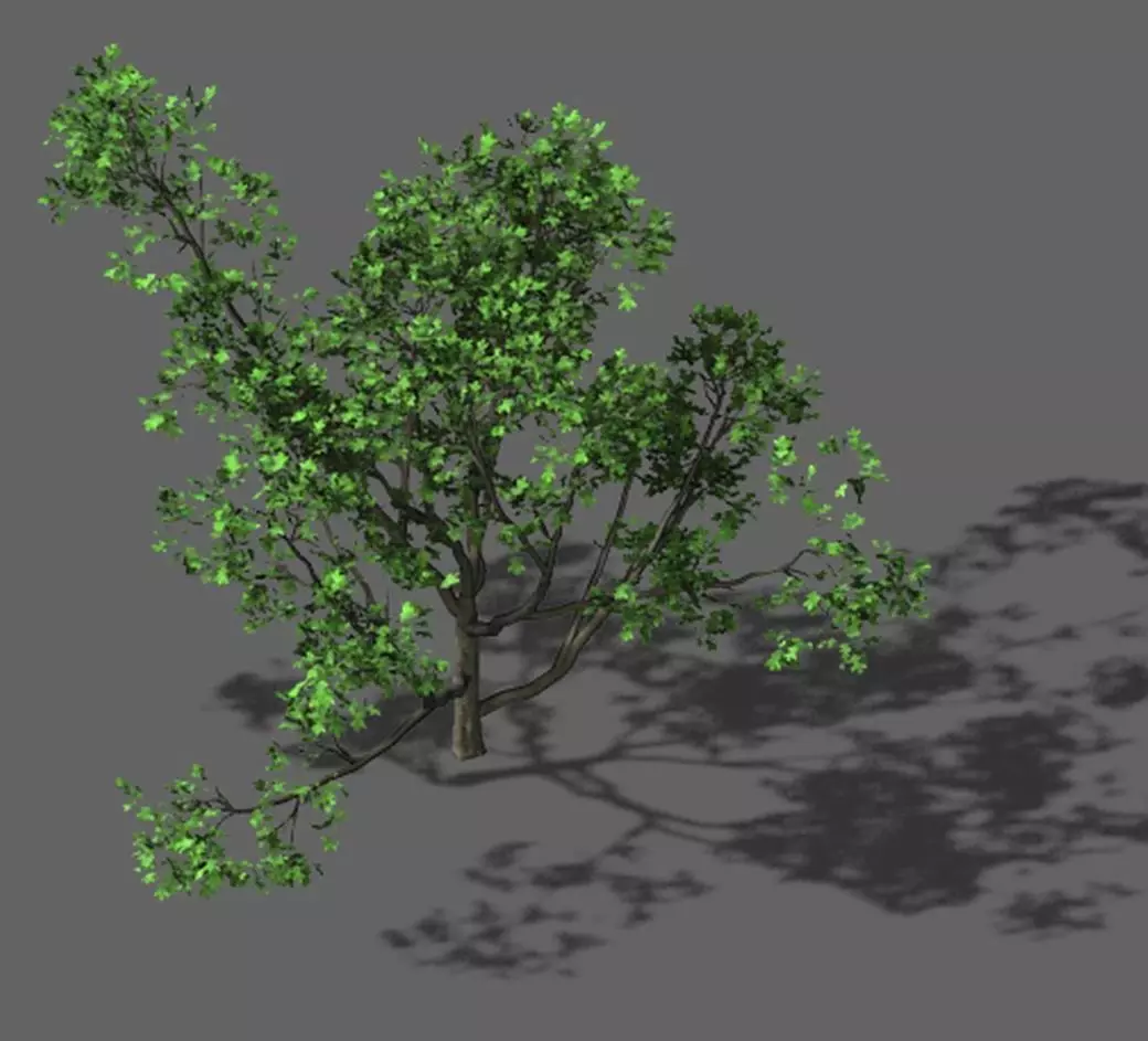 Huashan - plant - tree 07 3D model_0