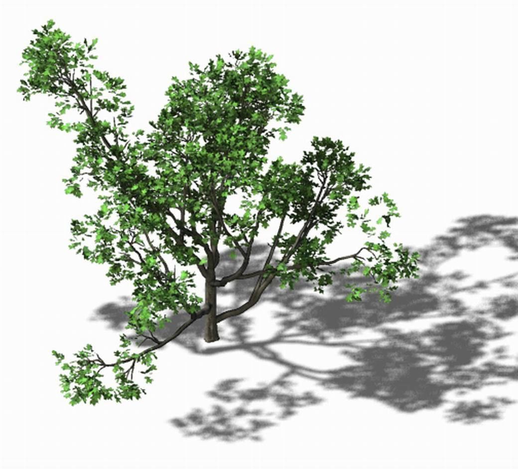 Huashan - plant - tree 07 3D model_1