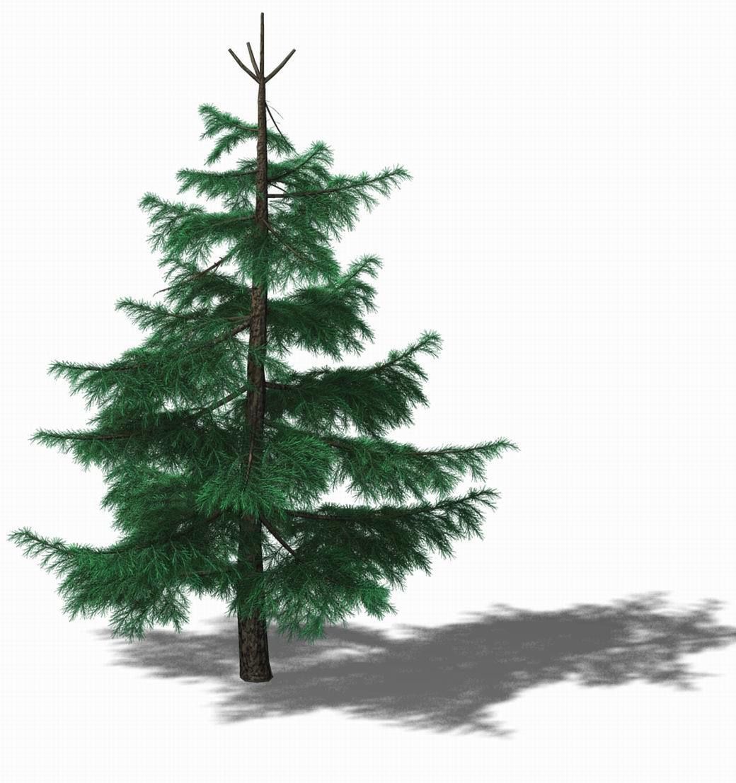 Huashan - Plants - Pine 01 3D model_1