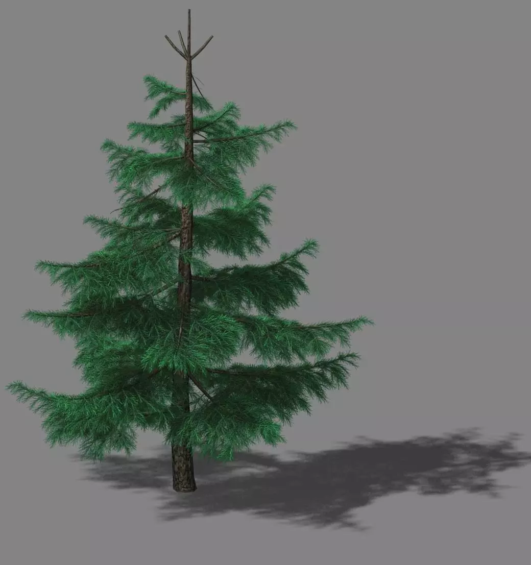 Huashan - Plants - Pine 01 3D model_0