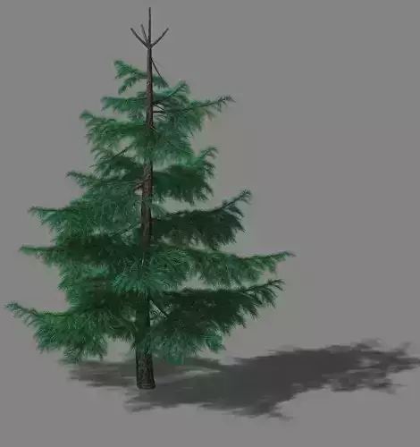 Huashan - Plants - Pine 01