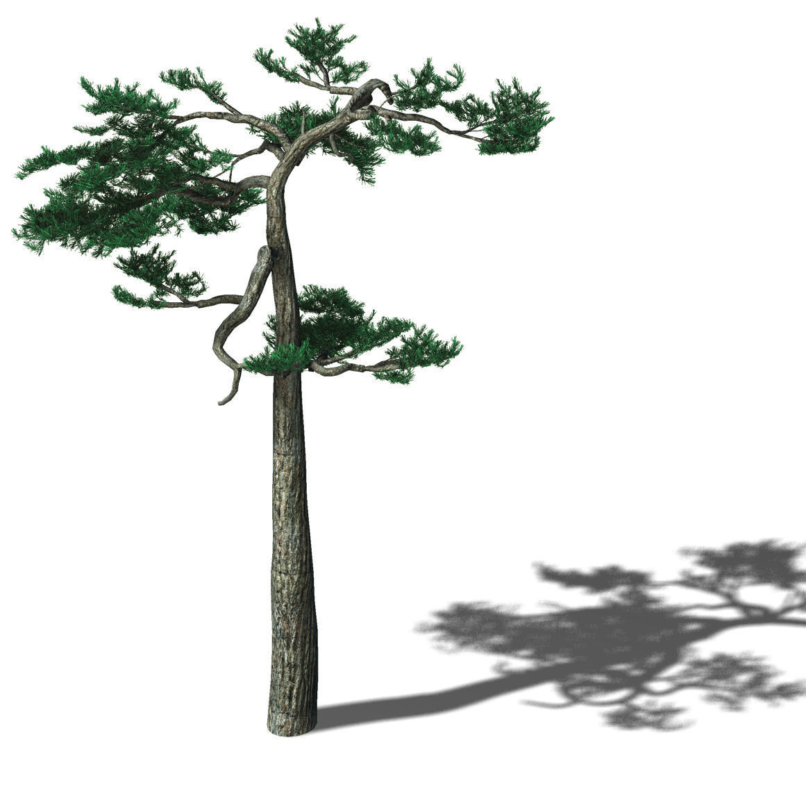 Huashan - Plant - Pine 04 3D model_1