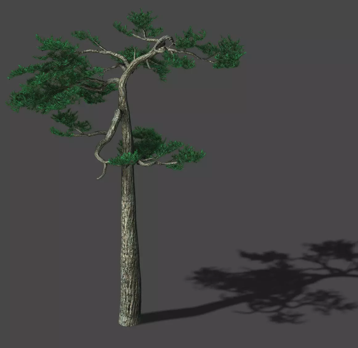 Huashan - Plant - Pine 04 3D model_0