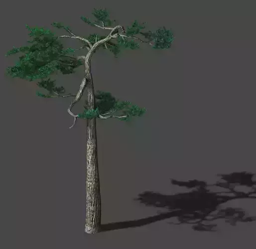 Huashan - Plant - Pine 04