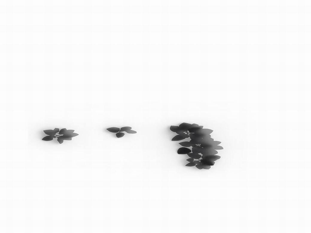 Huashan - plants - small plants 01 3D model_8