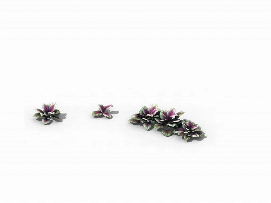 Huashan - plants - small plants 01 3D model_5